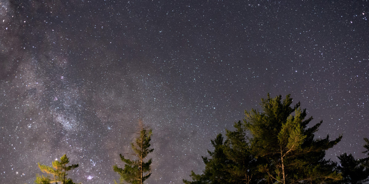 A photo of a starry night sky behind pine trees