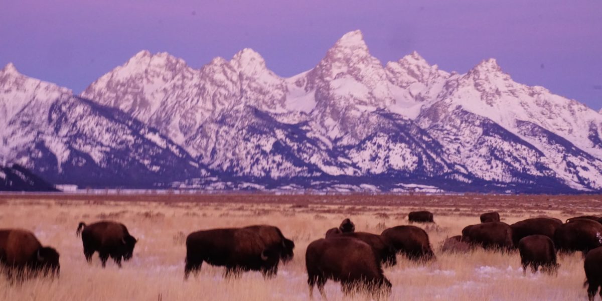 A herd of bison roam in front of the mountains during a wildlife safari