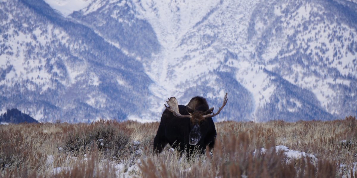 A moose spotted in front of the mountains during a wildlife safari