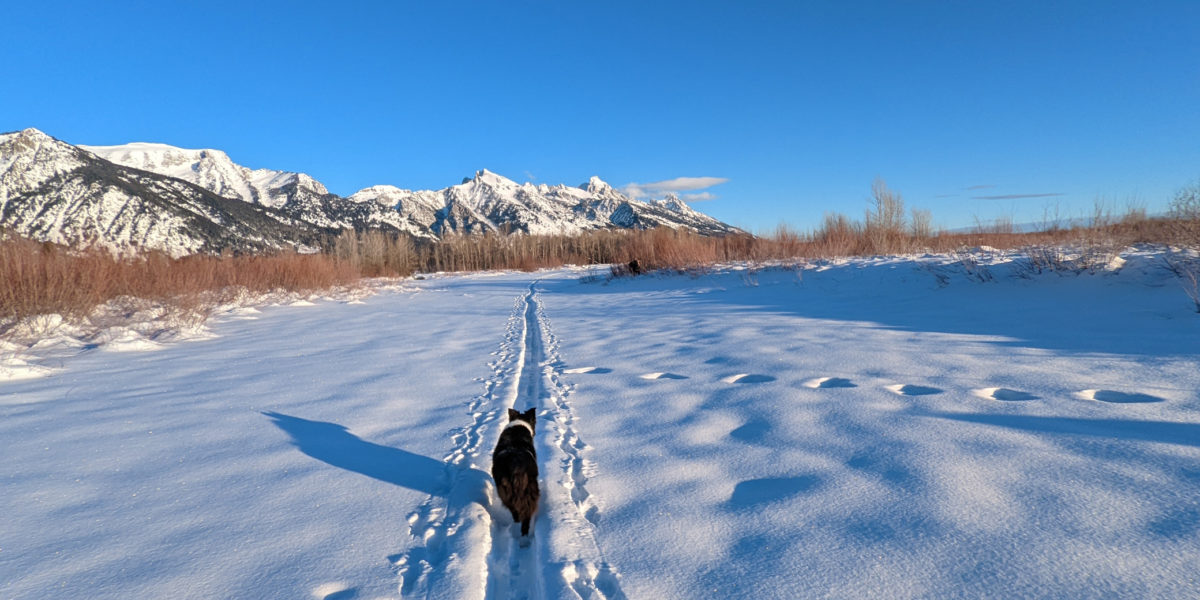 A dog trots along a snowy cross country ski trail in front of mountains
